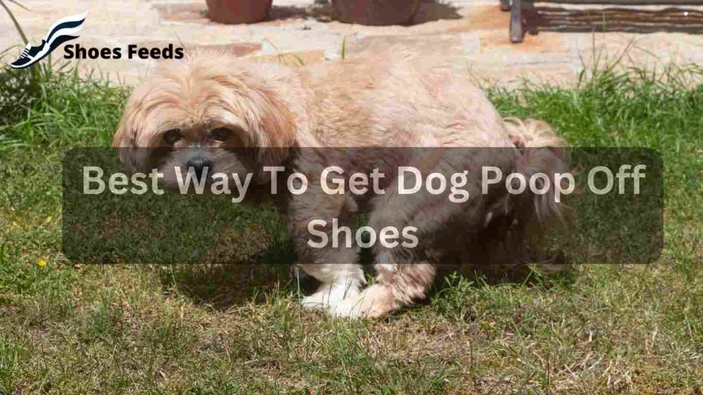 Best Way To Get Dog Poop Off Shoes